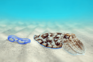 the ocean is conscious the ocean is conscious